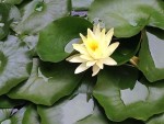 A water lilly from the fountain