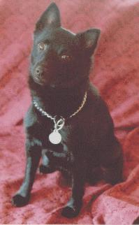 Another picture of our schipperke
